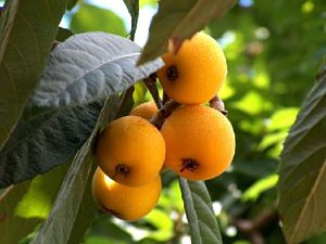 arboles frutales para el jardin de una casa quinta