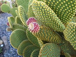 jardin con cactus