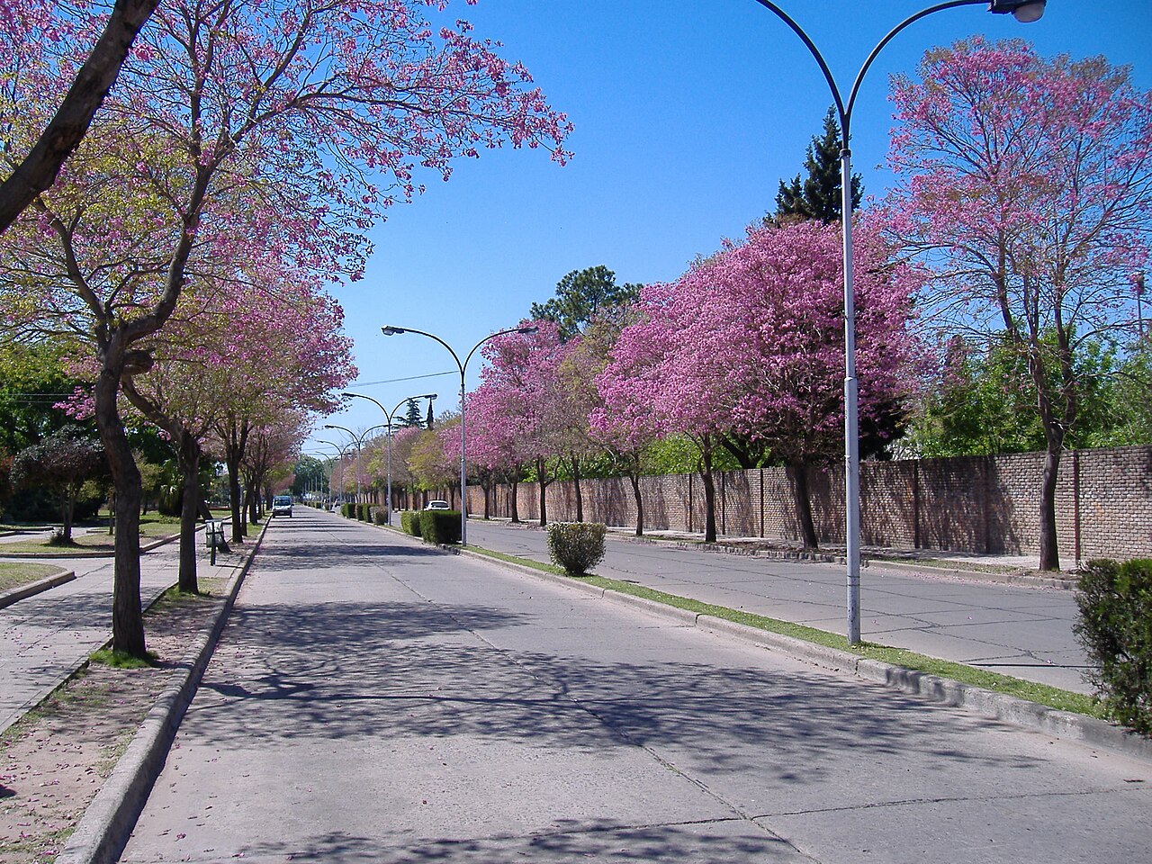 Avenida del Combate en San Lorenzo, Santa Fe, con lapachos florecidos