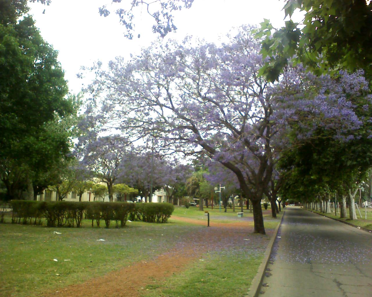 Avenida Mansueto Maiorano en Arroyo Seco, Santa Fe, con árboles en flor